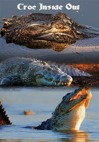 National Geographic: Секреты крокодила / Croc Inside Out (2015) HDTVRip 720p | P1